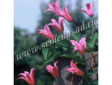 381,25���, �������� ������������ ����� �� ������/����, � ������� 2��.jpg