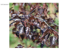 357,5���, ������ �������� ���� �����/����, � �������  1��.jpg