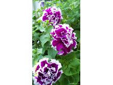 ������ ����� 50 �