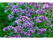 ������ ������������ 80 �