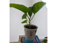 1 2020-04-20 18-18-03 1587483107.JPG