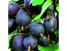 200���, ��������� ���������/����, � ������� 1��.jpg