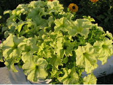 ��������� ���� ���� 70 �