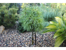 ����� Pinus strobus Green Twist (Pa) C5 Pa 60-85 ���� 2569�