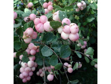 156,25���, ������������� ��������� ������ �����/����, � ������� 1��.jpg