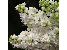 312,5���, ������ ������������ ���������� ������/����, � ������� 2��jpg