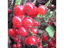 187,5���, ��������� ������� ������������� ����� ��������/��������, � ������� 2��.jpg