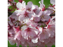 337,5���, ������ (����� ������������) ���� ���������/����, � ������� 1��.jpg