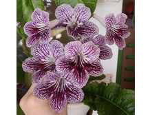 UA-����� ����.jpg