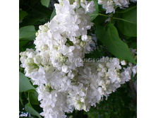 312,5���,  ������ ������������ ���� ��������/����, � ������� 1��.jpg