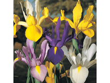 ���� Mixed (0190)