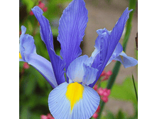 ���� Sky Beauty (0197)