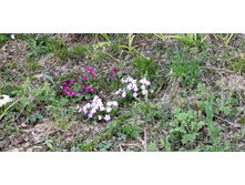 IMG 20200413 165153.jpg