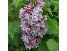 312,5���, ������ ������������ ���/����, � ������� 2��.jpg