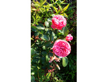 �������� �� �����