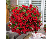 ��� ���� ��� ����� 160 �