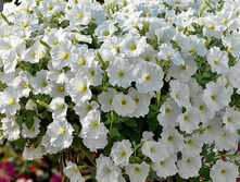 ������� ����� 160 �