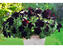 ��������� ��������� 70 �