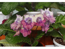 UA-�i��� �����.jpg