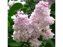 312,5���, ������ ������������ ������ ��������/����, � ������� 1��JPG