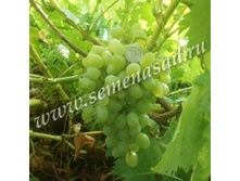 206,25���, �������� �������� �������/����, � ������� 4��.jpg