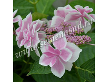 350���, ��������� �������������� ���� ������/��������, � ������� 1��.jpg