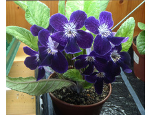 Dale`s Polar Saphaire.jpg