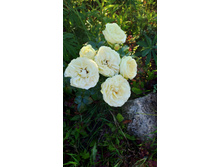 ������� �����