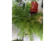 IMG 20200513 134531.jpg