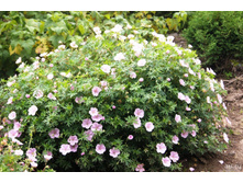 ������ �������� 120 �