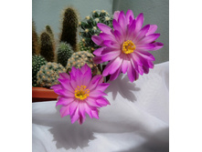 M. theresae and M. saboae