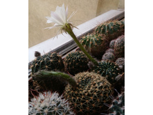 ���ԣ� Echinopsis ancistrophora VG-635