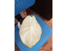 IMG 20200513 104711.jpg