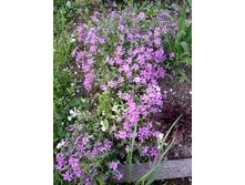 ����� ����������