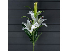 ����� ���������, 105 ��