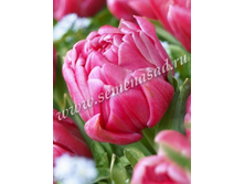 2020!!! ������� �������� ������ ���� ��������.jpg