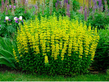 ��������� ��������. ���������. ������� 20 ������