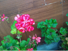 IMG 20190915 083707.jpg