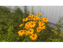 IMG 20200513 190045.jpg