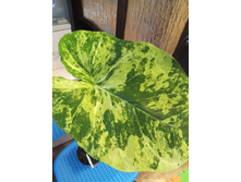 IMG 20200513 104740.jpg