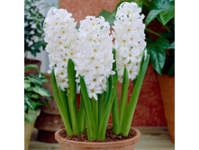 ������� ������� �����.jpg