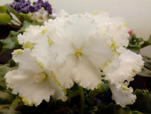 Dn-������ 1.jpg