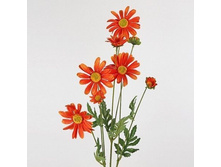 ���������� ����� (�����)