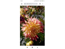 Screenshot 2020-05-14-12-13-34-257 com.android.chrome.jpg