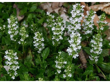 ������� �������� �����