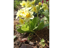 ������� �������. 70 �