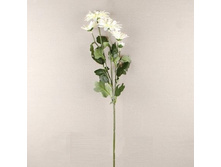 ����������, 72 ��