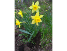 P 20200511 114239.jpg