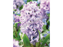 ������� ������� ��� ����.jpg