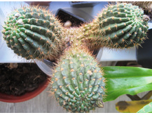 Echinopsis mamillosa kermesina monstruosa